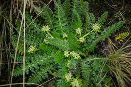 Слика од Haplosciadium abyssinicum Hochst.