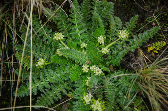 Imagem de Haplosciadium abyssinicum Hochst.