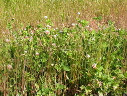 Image of alsike clover