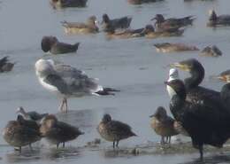 Image de Larus fuscus heuglini Bree 1876