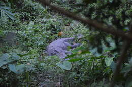 Image of Siamese Crocodile