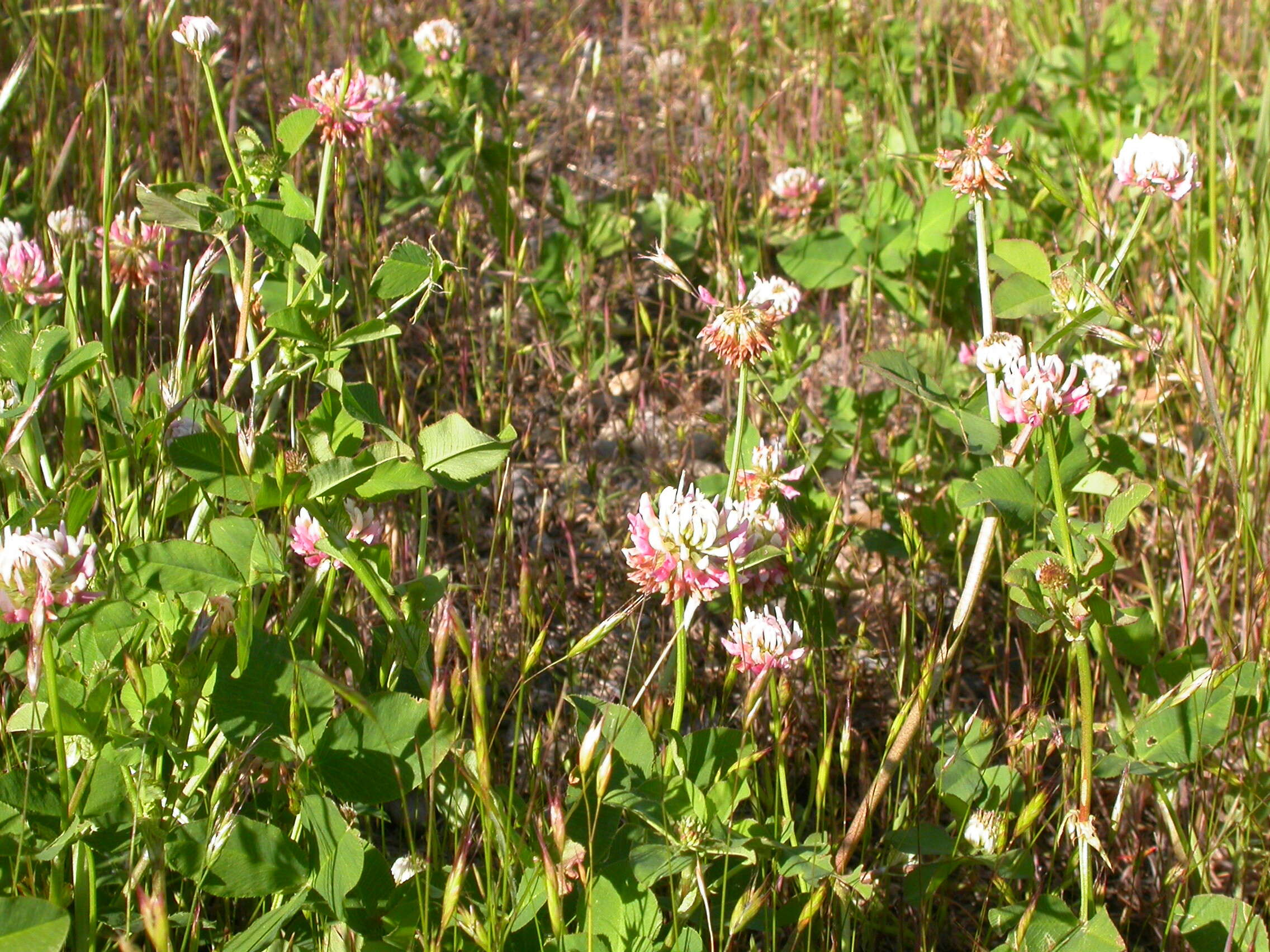 Image of alsike clover