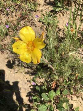 Image of Lindley's blazingstar