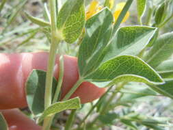 Image of prairie thermopsis