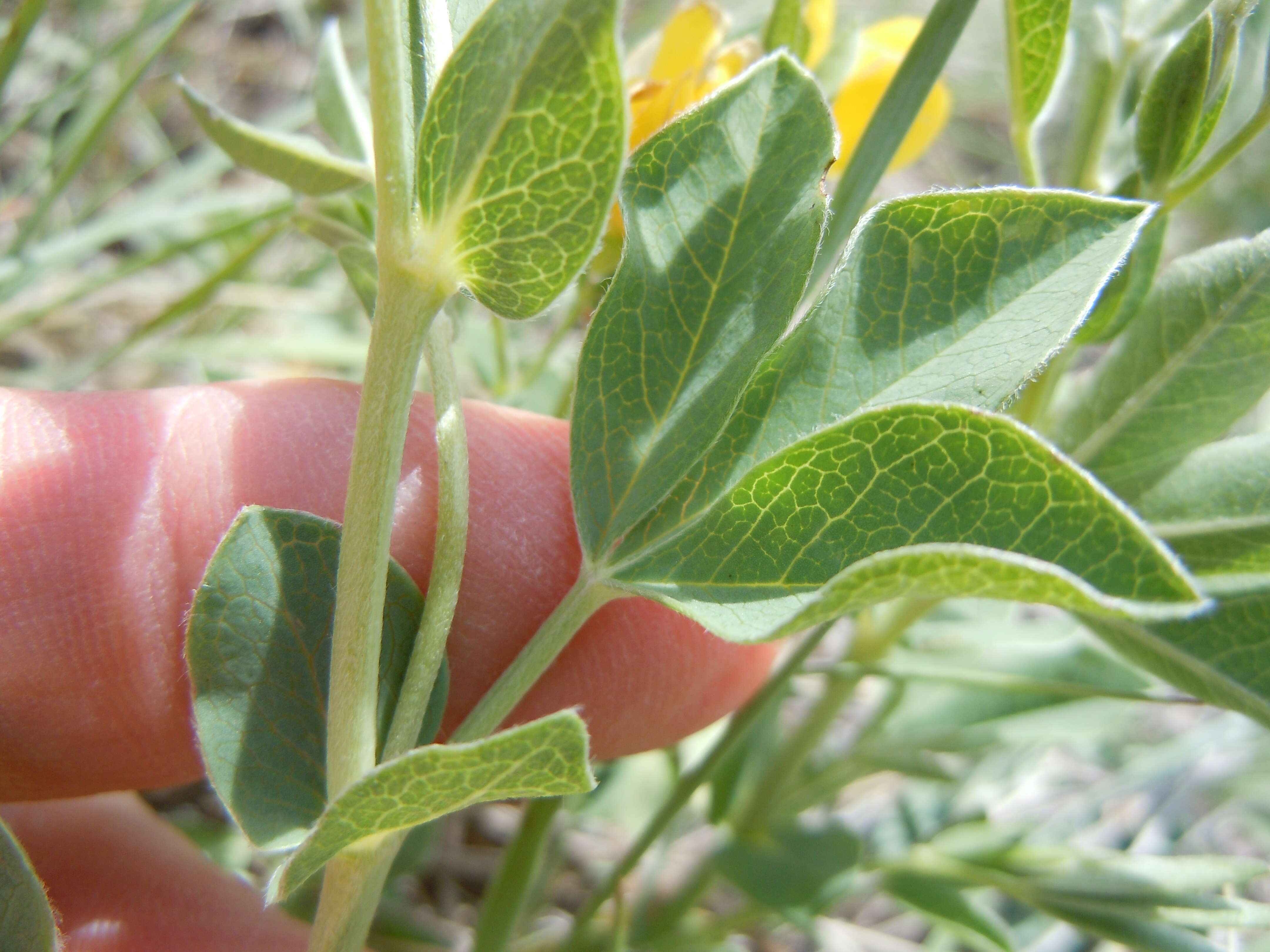 Image of prairie thermopsis