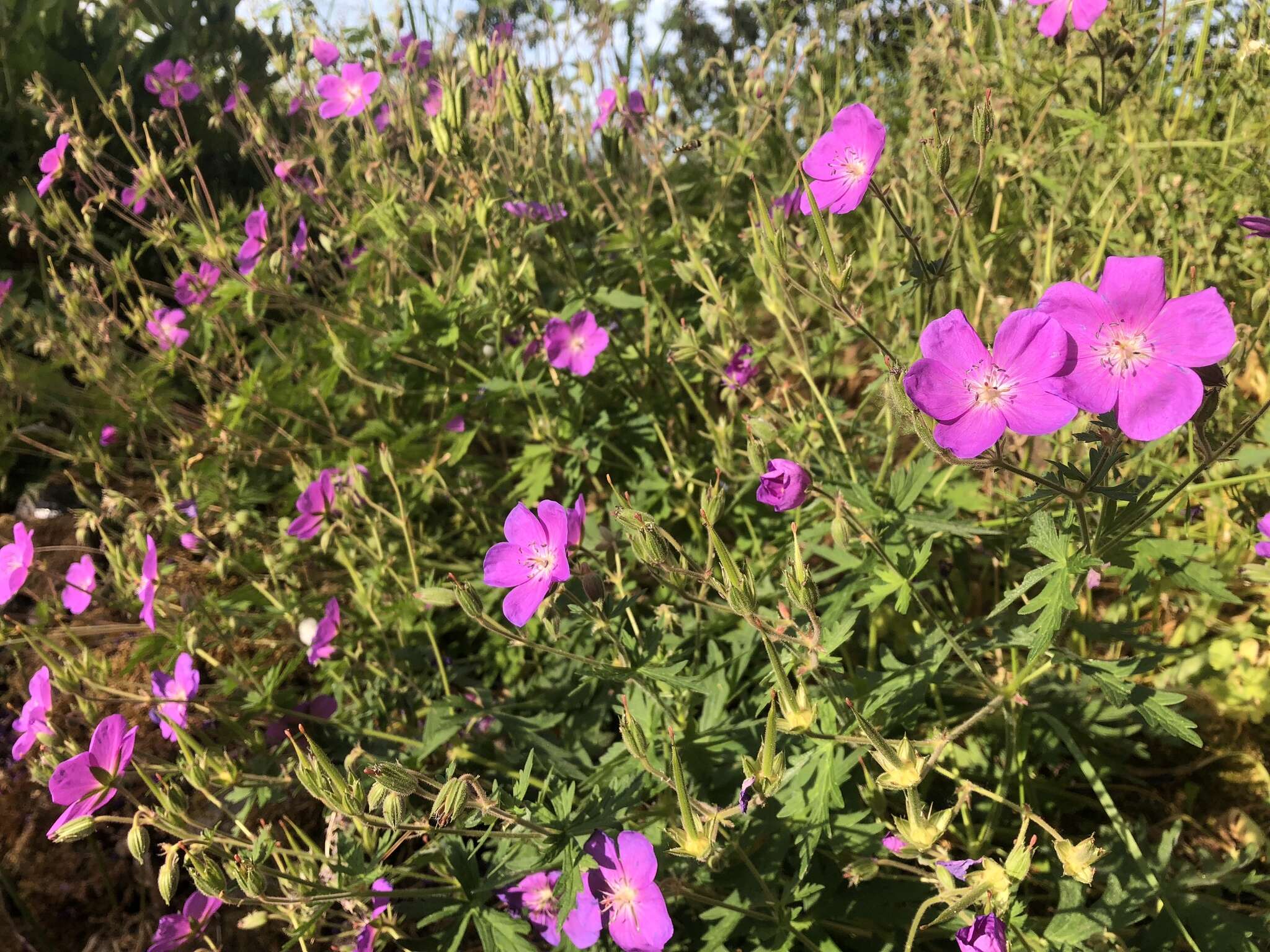 Image of Geranium oreganum Howell