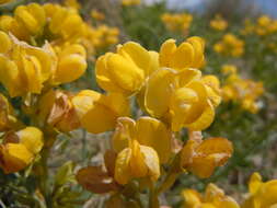 Image of prairie thermopsis