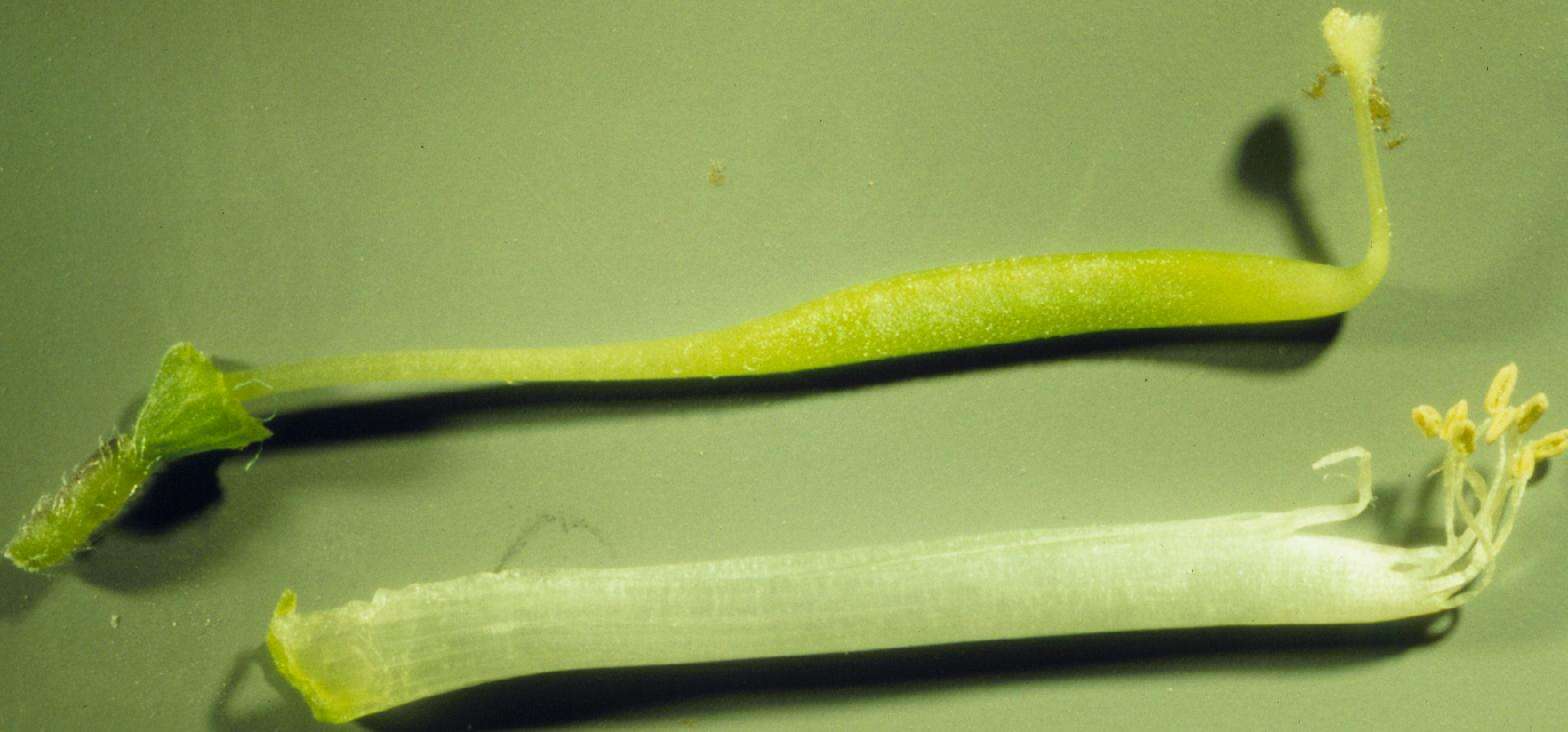 Image of American vetch