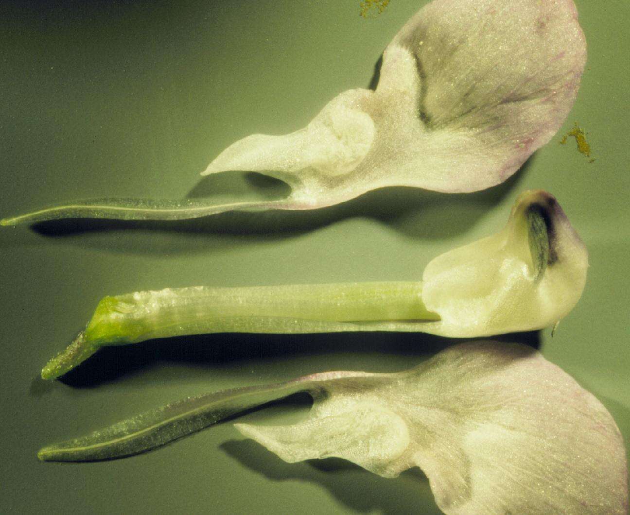 Image of American vetch