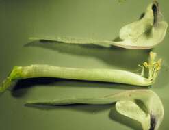 Image of American vetch