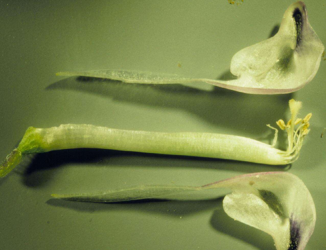 Image of American vetch