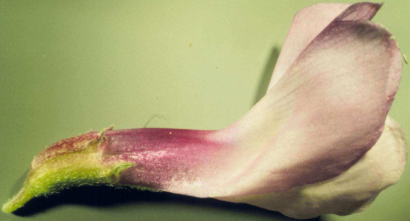 Image of American vetch