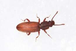 Image of Merchant Grain Beetle