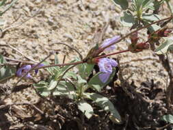 Image of Salvia officinalis subsp. lavandulifolia (Vahl) Gams