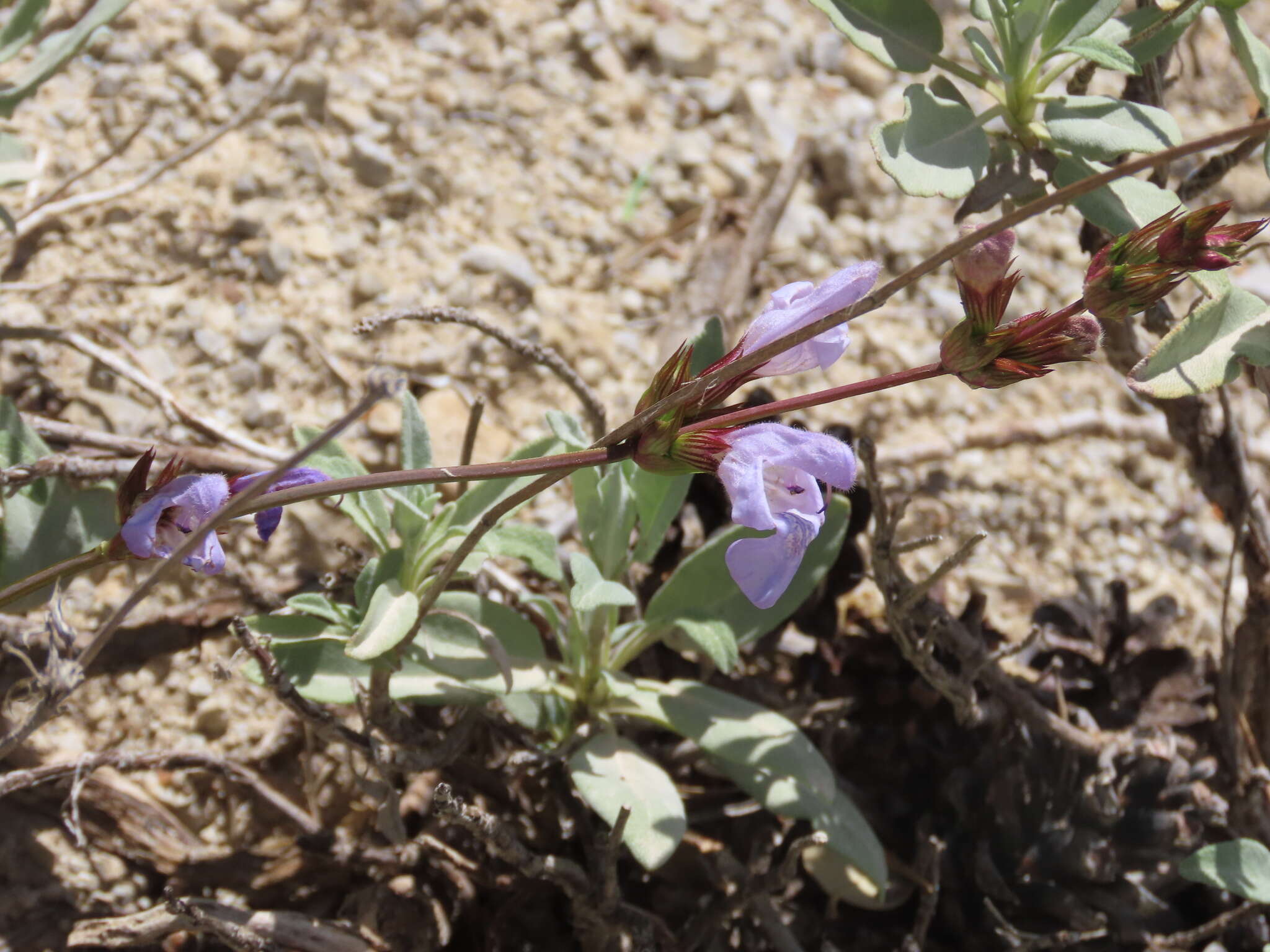 Salvia officinalis subsp. lavandulifolia (Vahl) Gams的圖片