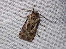 Agrotis vestigialis Hüfnagel 1766的圖片