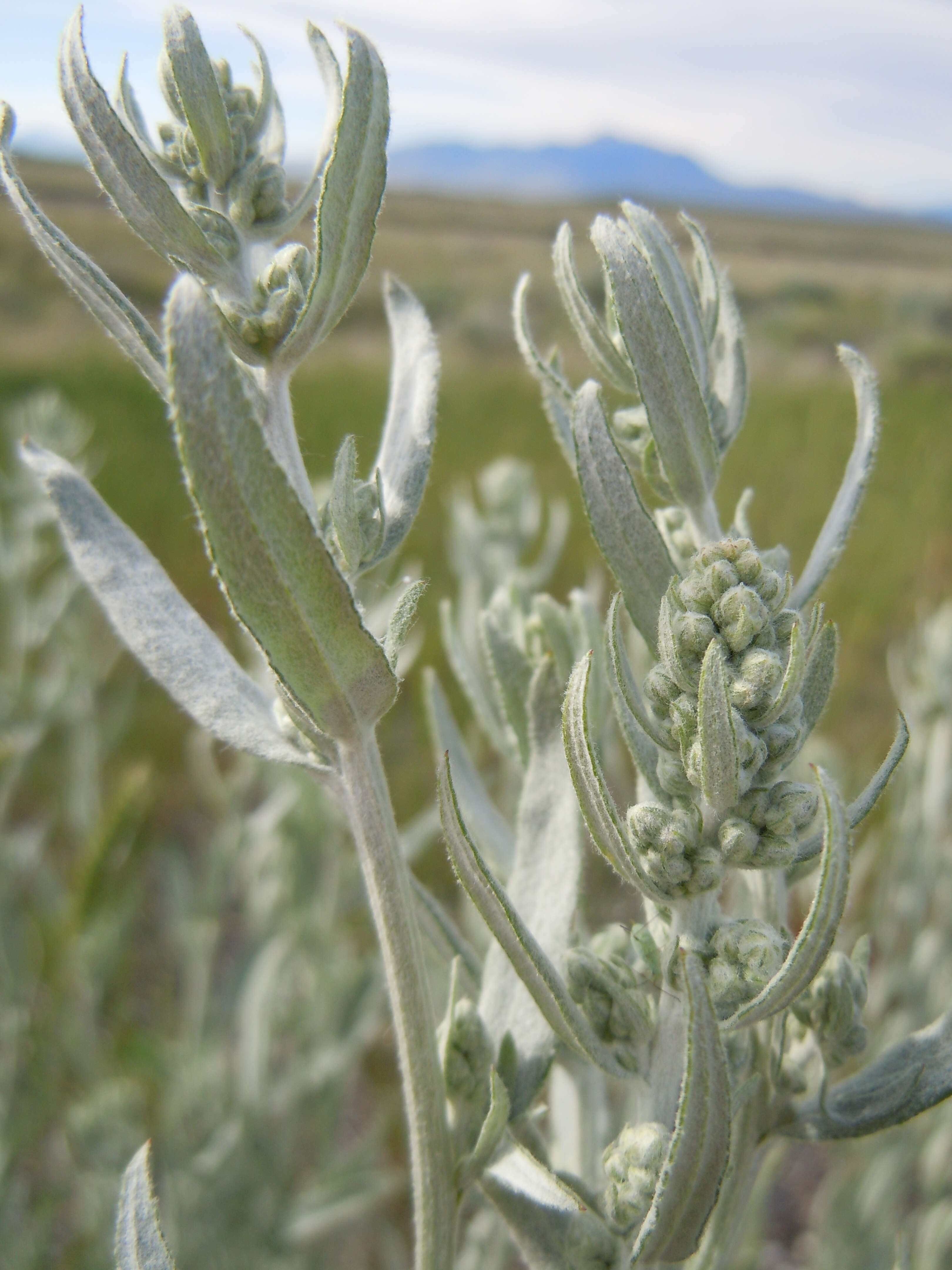 Image of white sagebrush