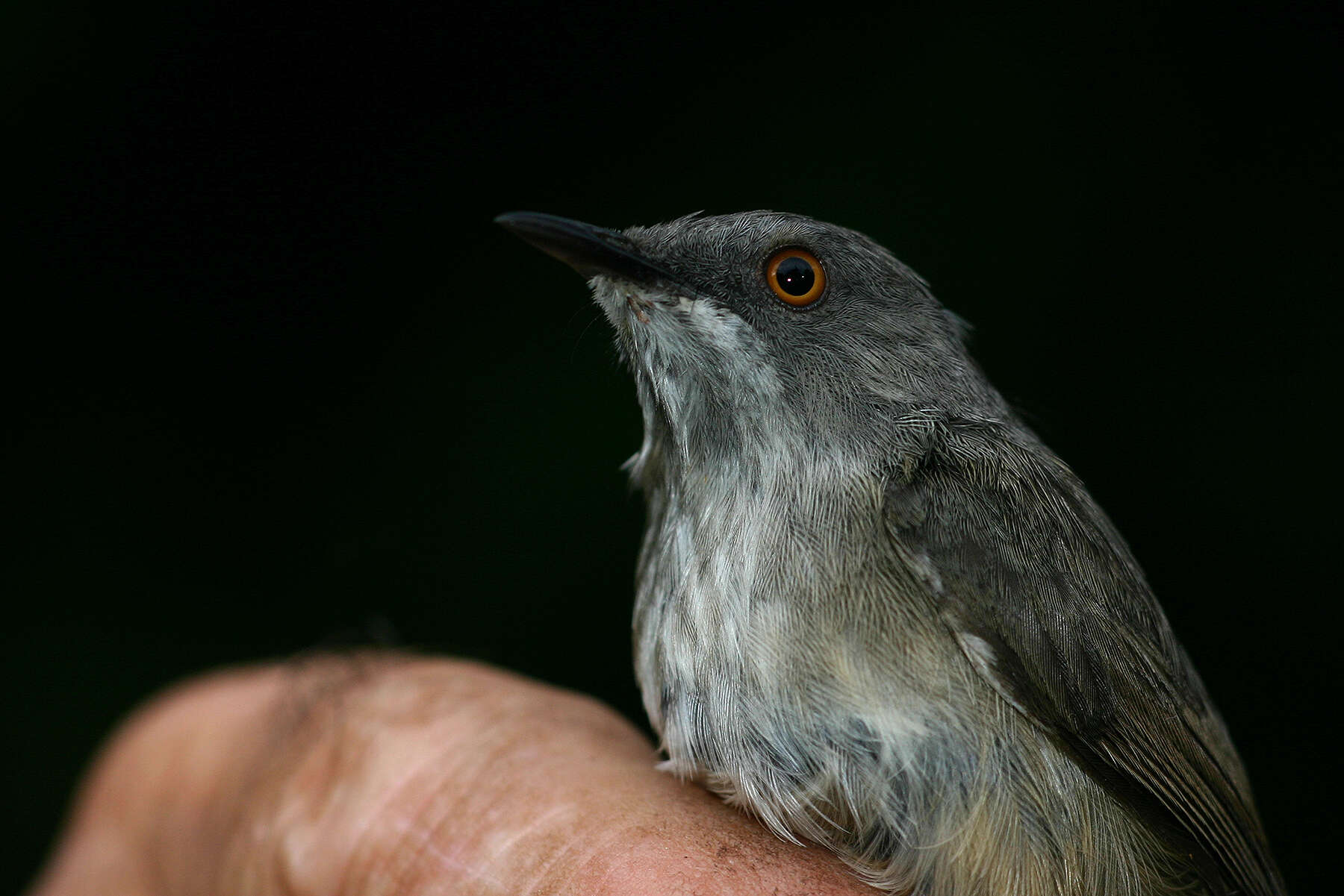 Image of Oreophilais Clancey 1991