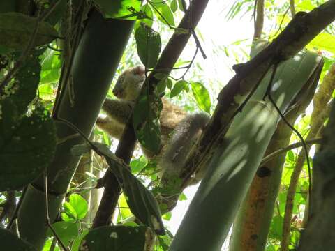 Image of Sambirano Bamboo Lemur