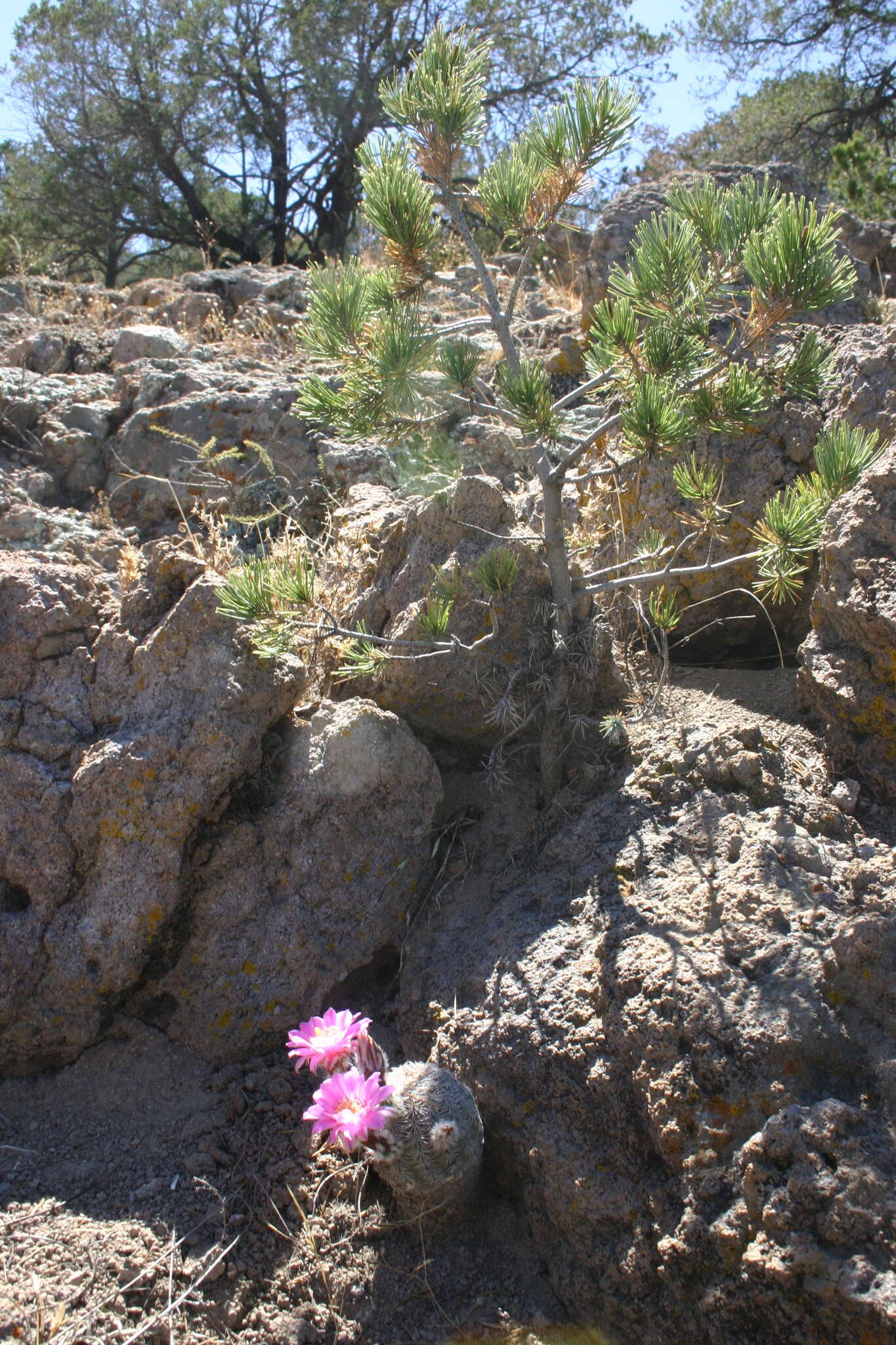 Echinocereus adustus subsp. adustus的圖片