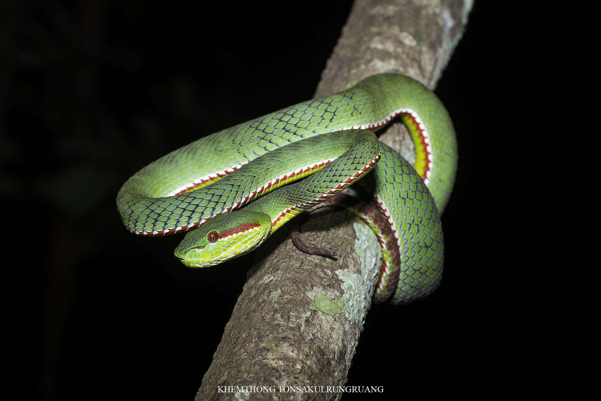 Image of Pope's pit viper