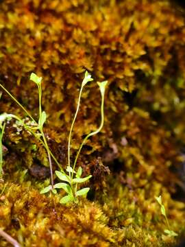 Image of Phyllangium