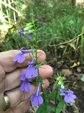 Image of southern lobelia