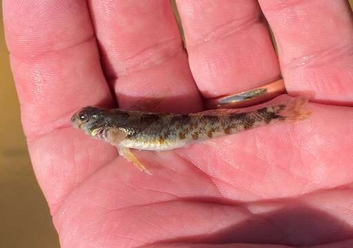 Plancia ëd Etheostoma rupestre Gilbert & Swain 1887