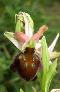 Image of Ophrys morisii (Martelli) G. Keller & Soó