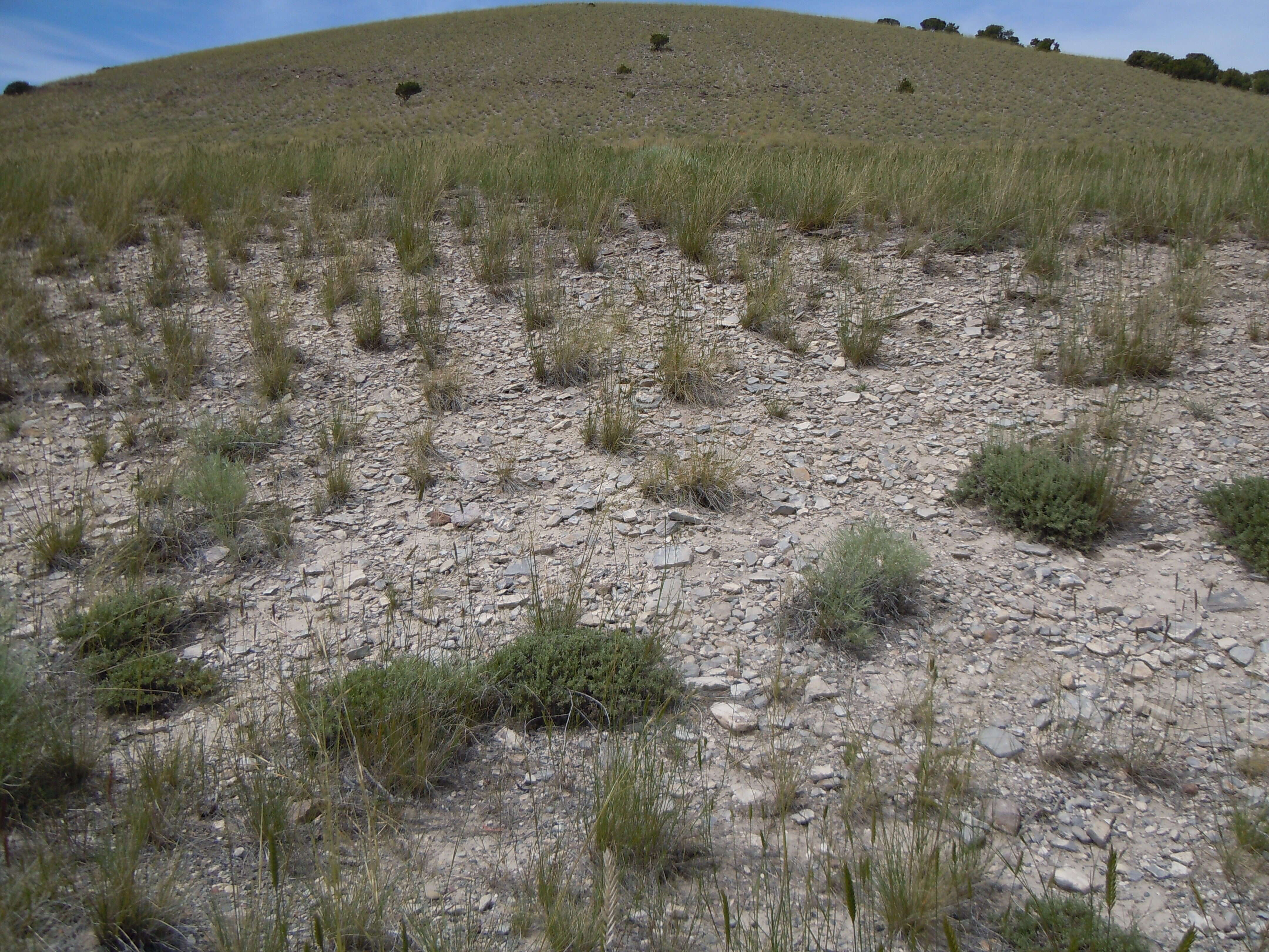 Image of low sagebrush