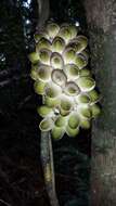 Image of Pyrenacantha capitata H. Perrier