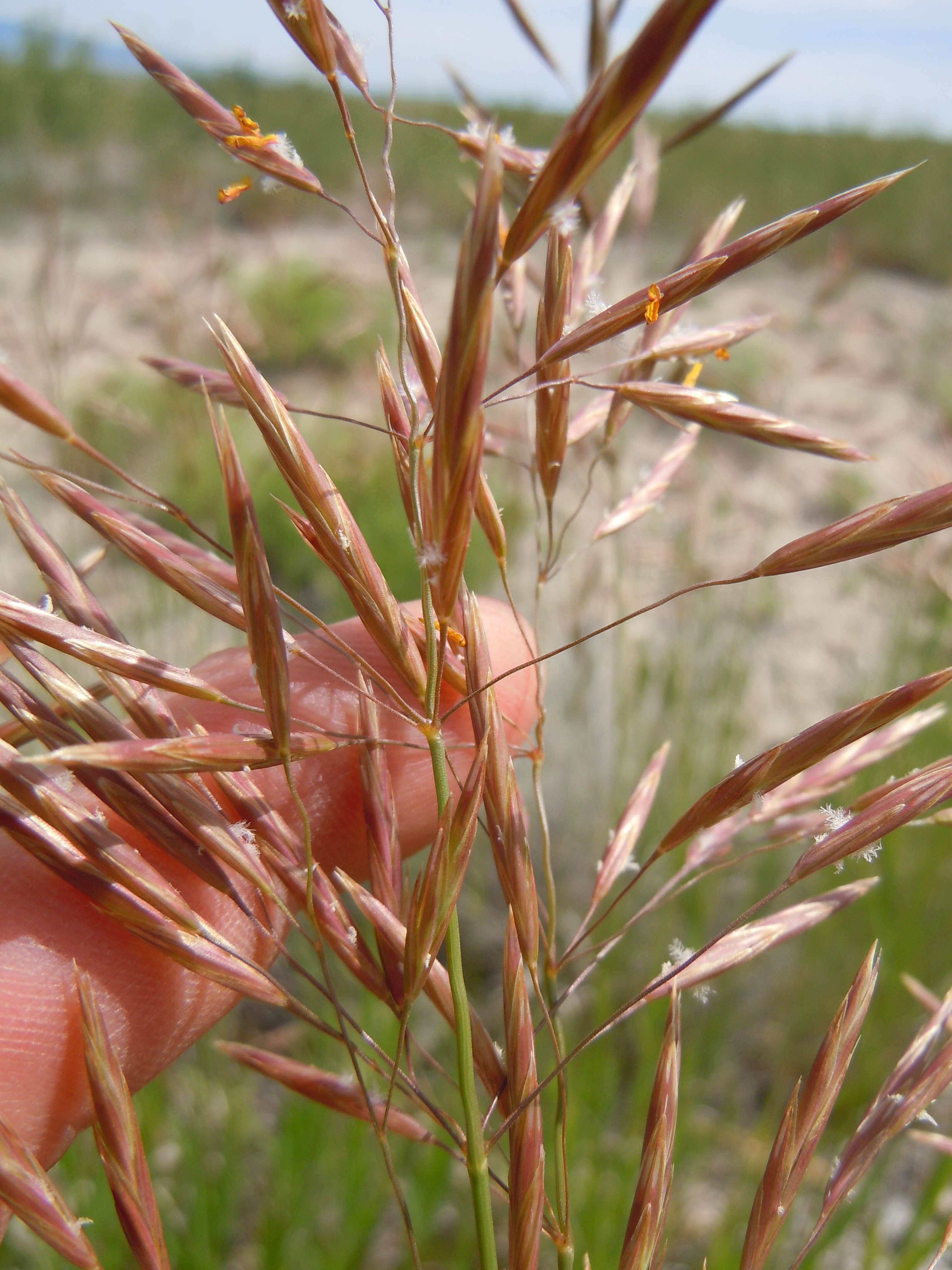 Imagem de Bromus inermis Leyss.