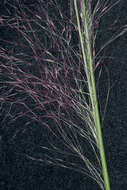 Image of hairawn muhly