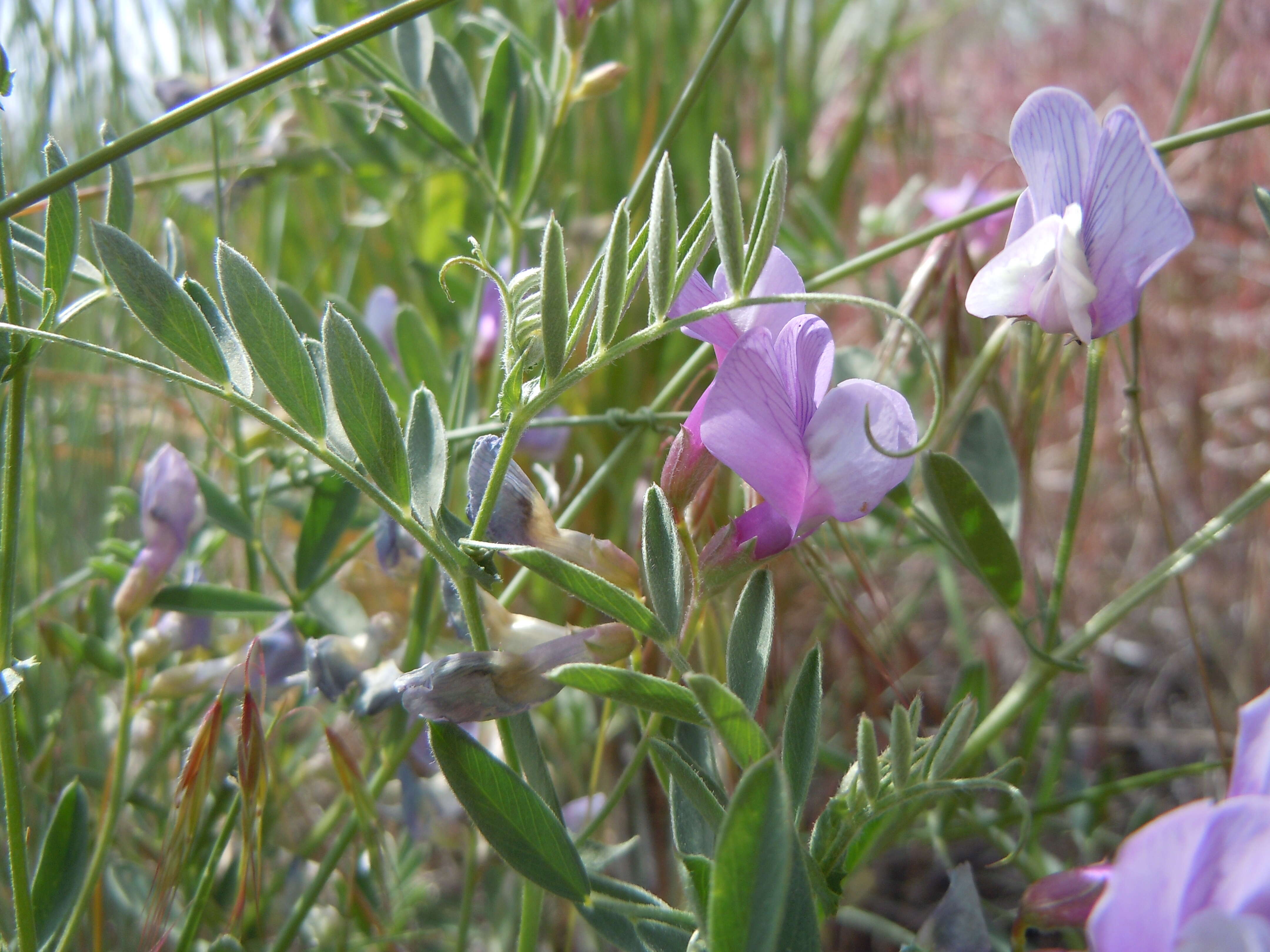 Image of American vetch