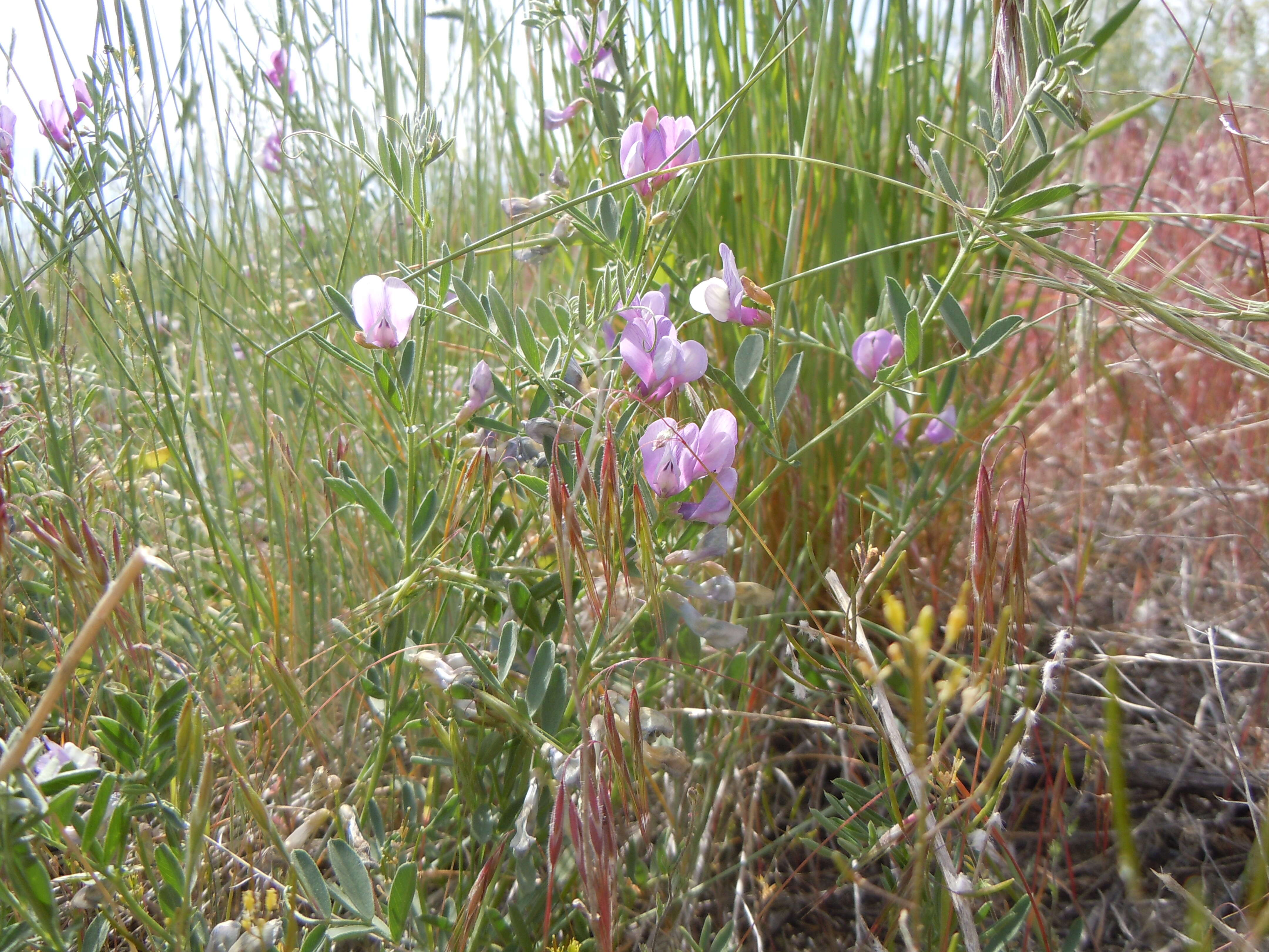 Image of American vetch