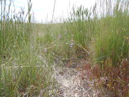 Image of American vetch