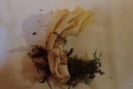 Image of Ramaria cystidiophora (Kauffman) Corner 1950