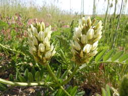 Image of chickpea milkvetch