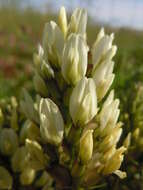 Image of chickpea milkvetch