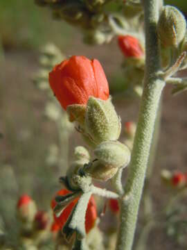 Imagem de Sphaeralcea grossulariifolia (Hook. & Arn.) Rydb.