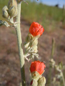 Imagem de Sphaeralcea grossulariifolia (Hook. & Arn.) Rydb.