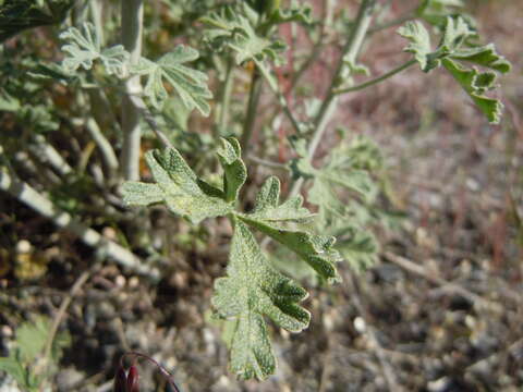 Image of gooseberryleaf globemallow