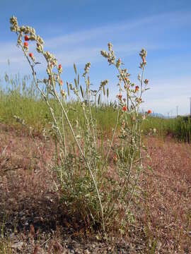 Imagem de Sphaeralcea grossulariifolia (Hook. & Arn.) Rydb.