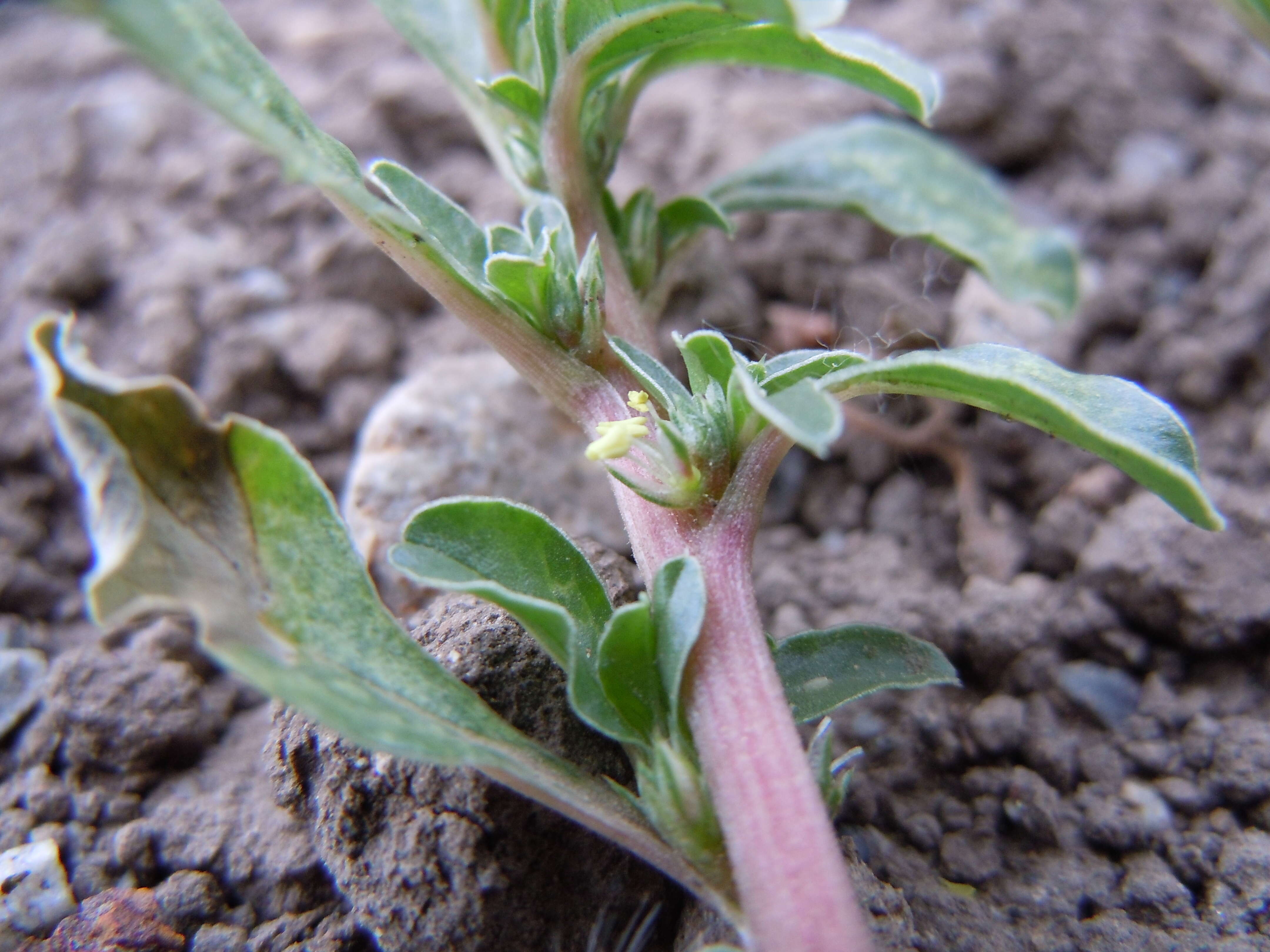 Image of California amaranth