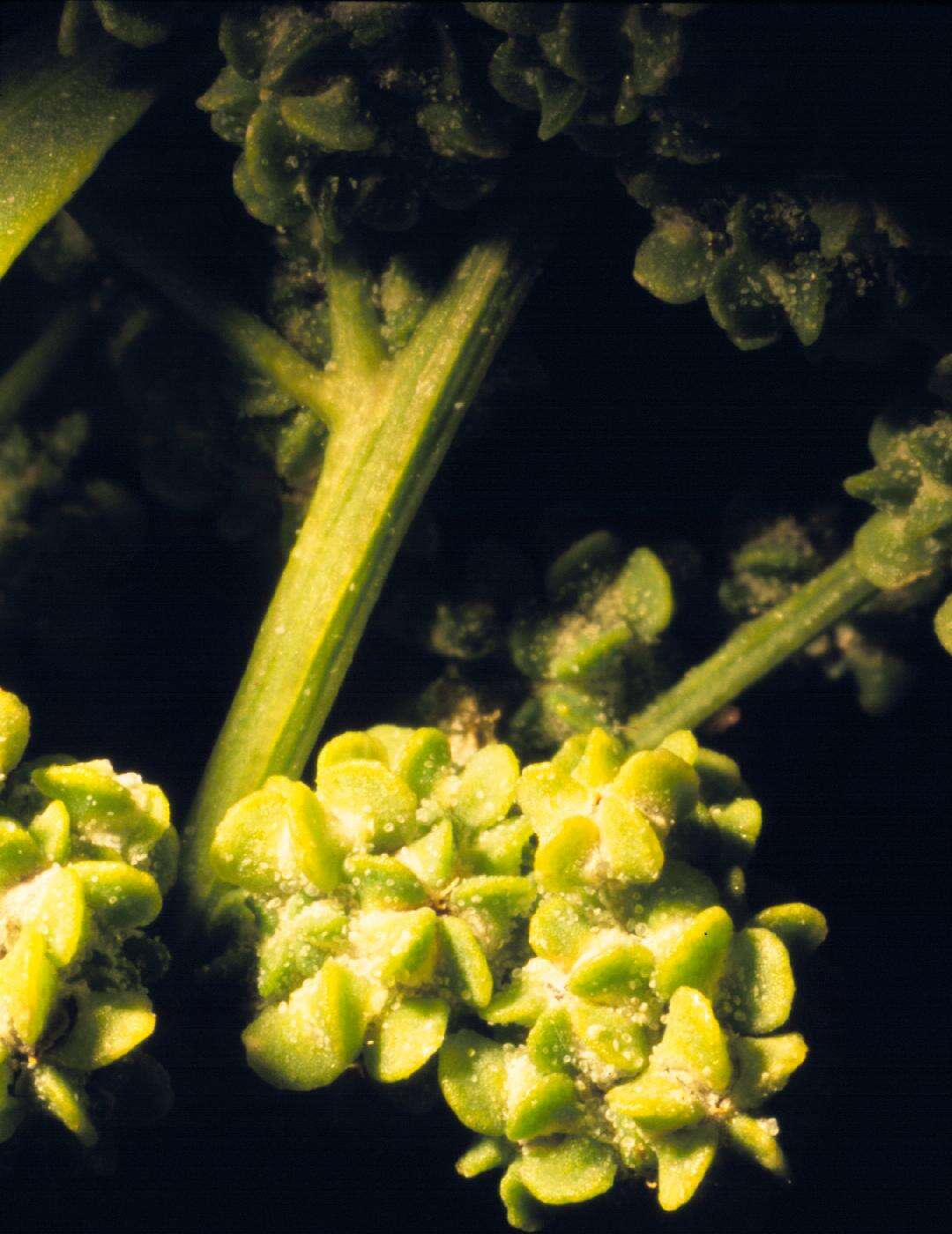 Image of pitseed goosefoot