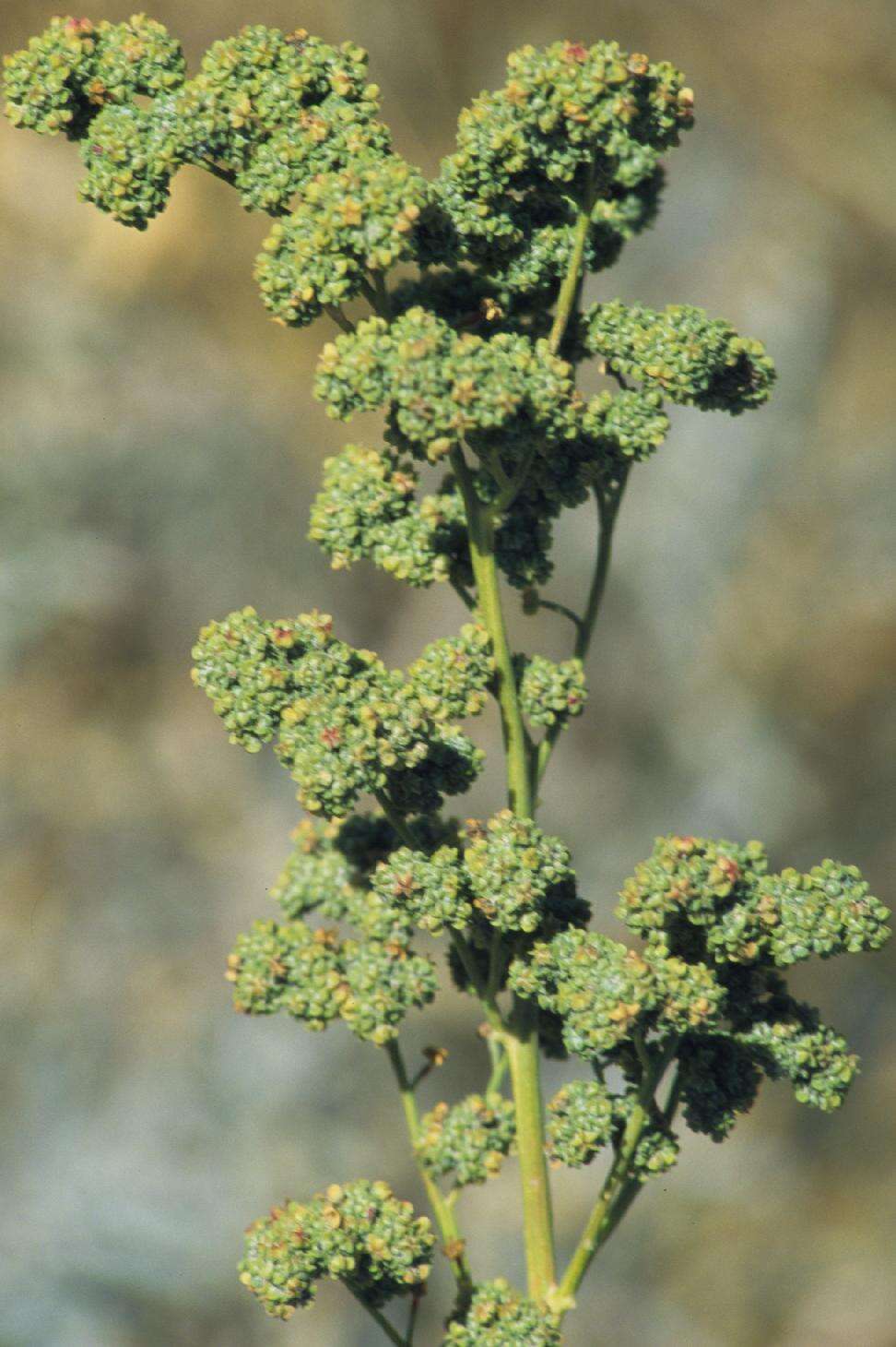 Image of pitseed goosefoot