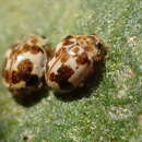 Image of Western Psyllobora Lady Beetle
