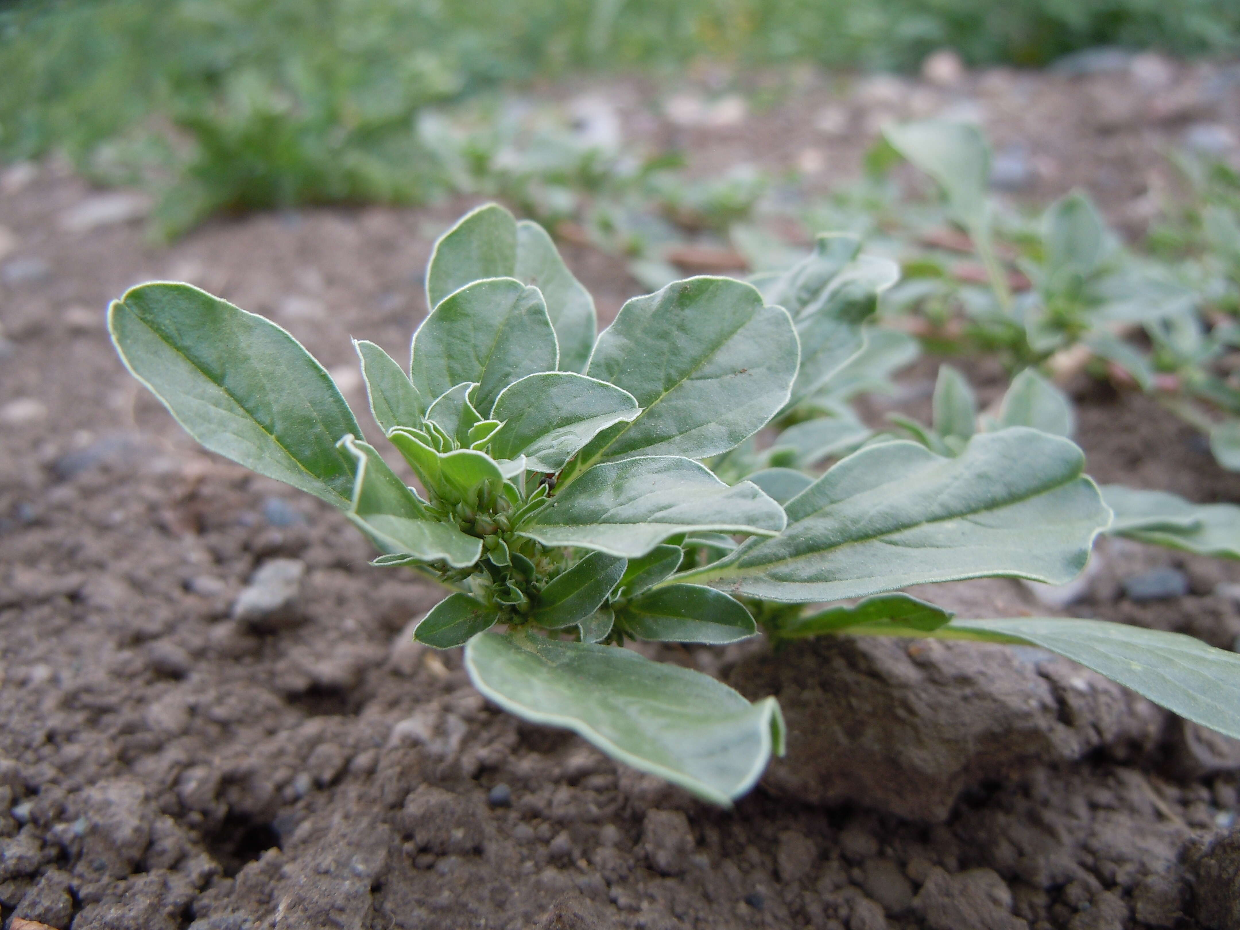 Image of California amaranth