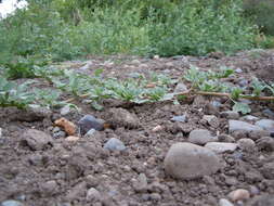 Image of California amaranth