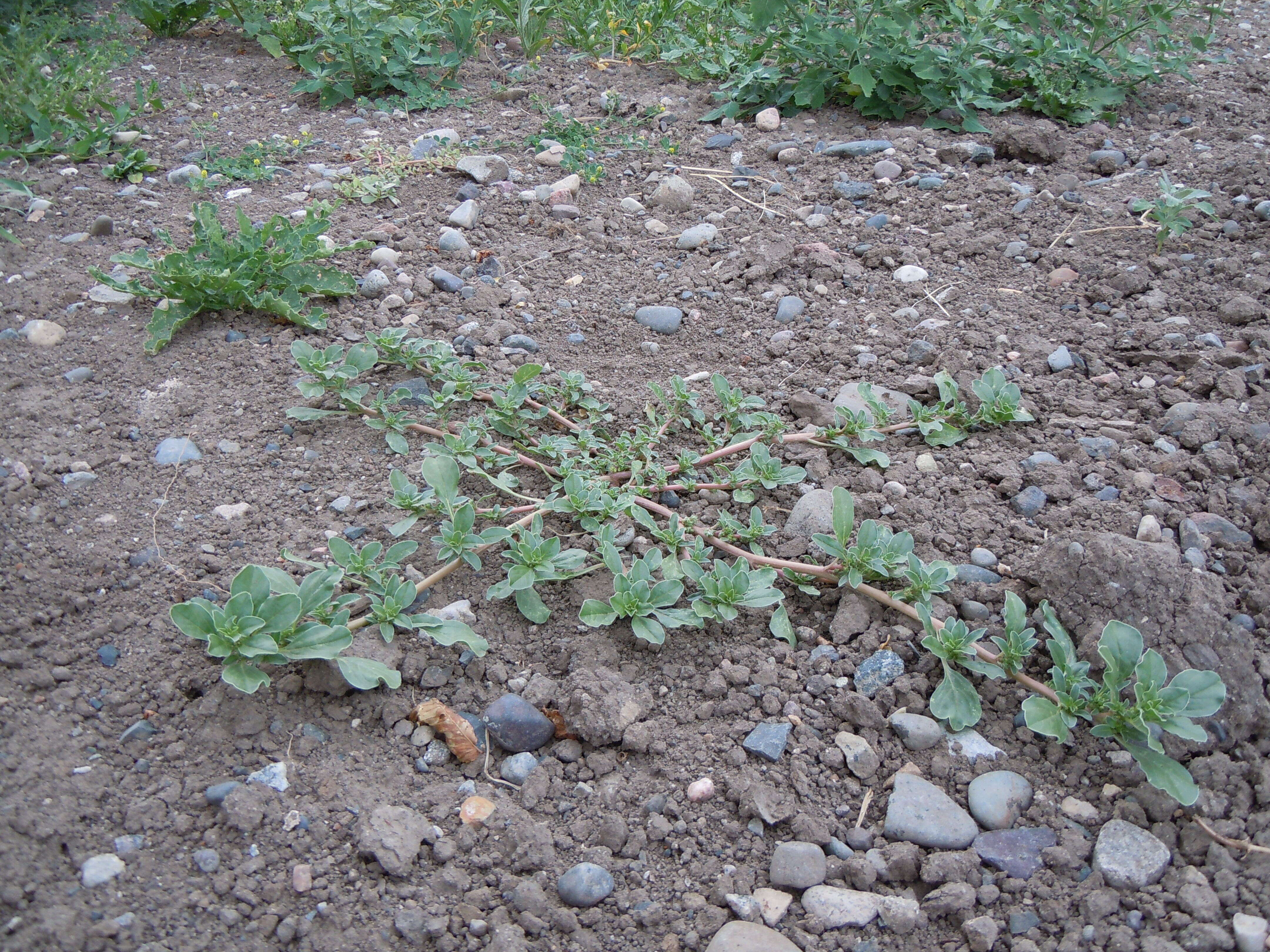 Image of California amaranth